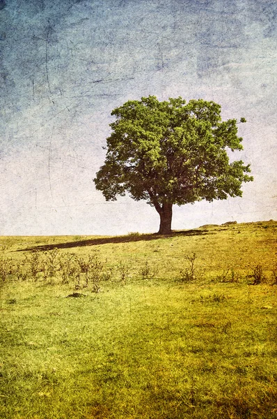 stock image Lonely green tree at meadow.