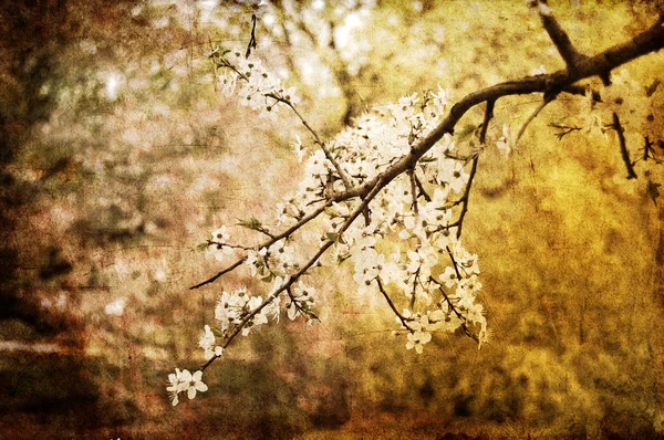 Branche couleur — Photo