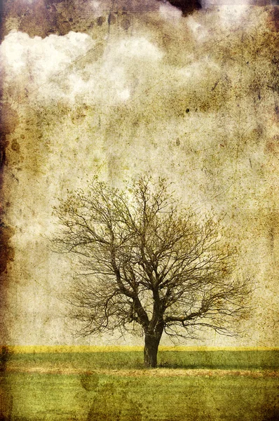 Одинокое дерево на поле . — стоковое фото