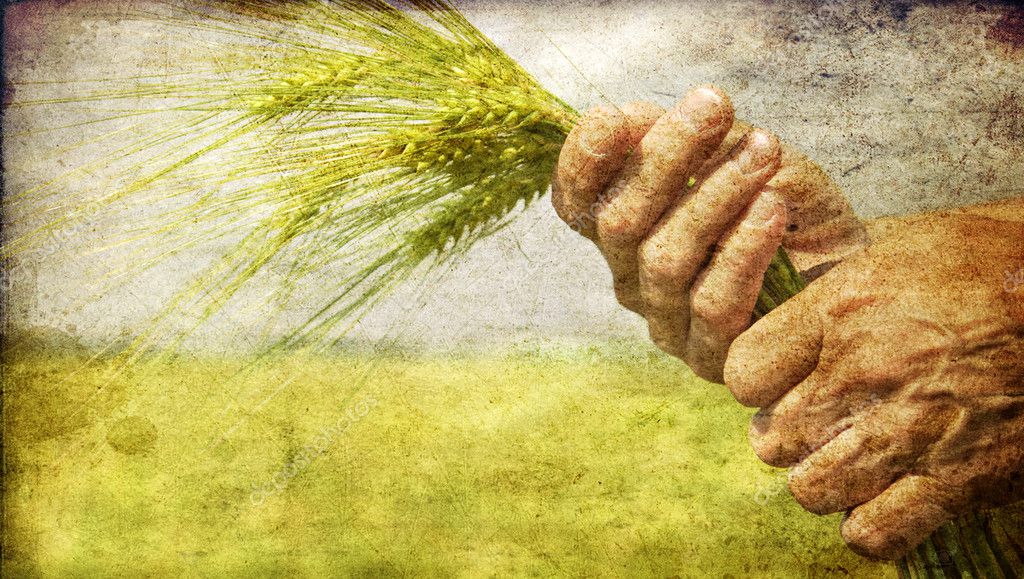 Farmer hand keep green wheat spikelet. — Stock Photo © massonforstock ...