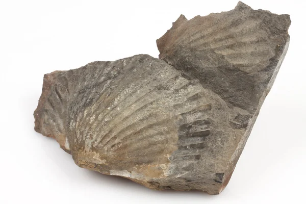 Stock image Fossil