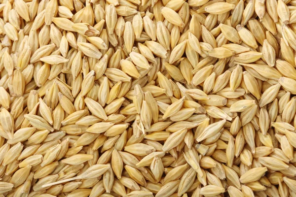 Wheat sowing seed — Stock Photo, Image