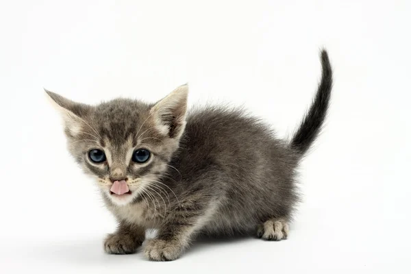 stock image Grey kitten licking it's lips