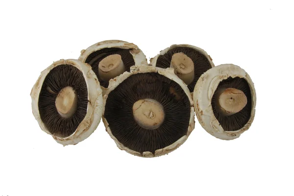 Large flat mushrooms. Royalty Free Stock Images
