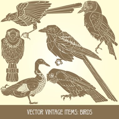 Birds - variety of vintage bird illustrations clipart