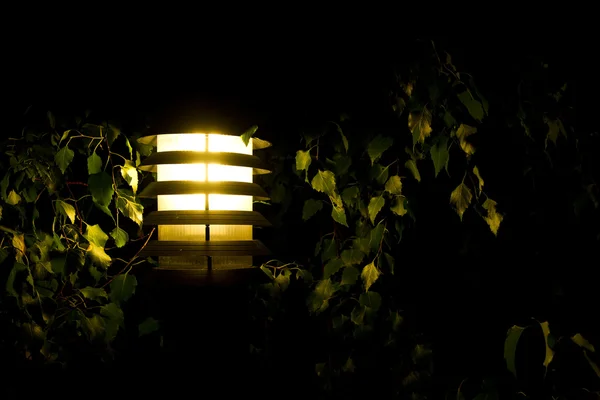 Lamp post lighting on birch tree — Stock Photo, Image
