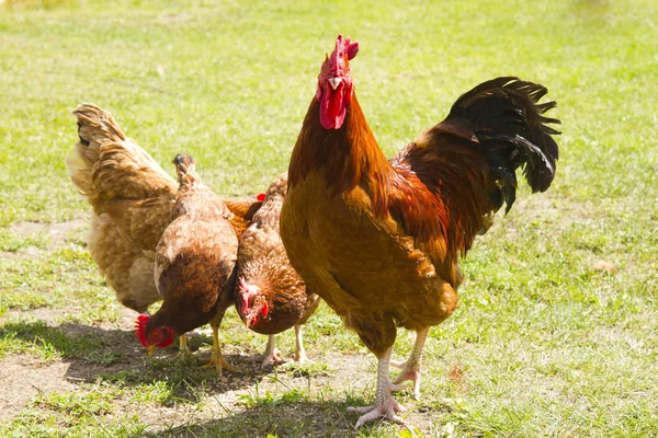 Stado kurczaka — Zdjęcie stockowe