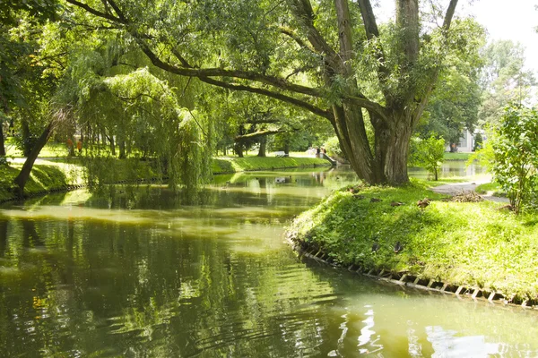 Floden i parken under sommaren — Stockfoto