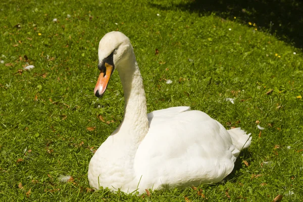 stock image Sitting swan