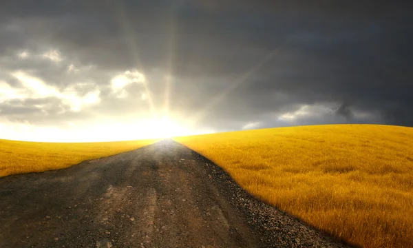 Дорога на зерновом поле — стоковое фото