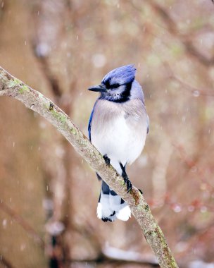 Blue jay clipart