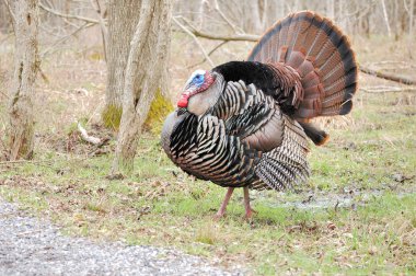 Wild Turkey (meleagris four allopavo)