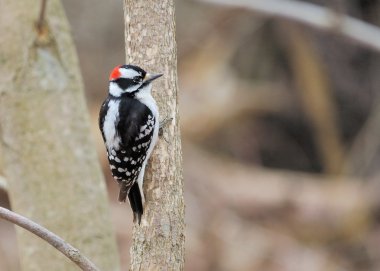 Downy Woodpecker clipart