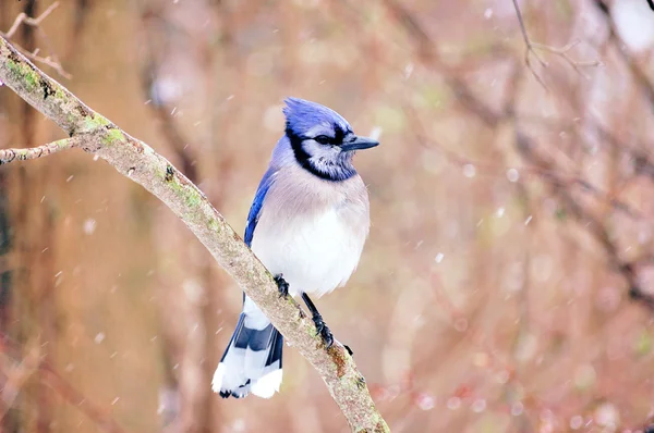 stock image Blue jay