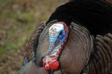 Wild Turkey (meleagris four allopavo)