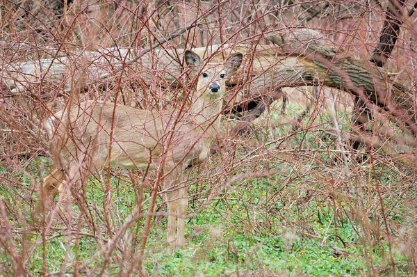 Yearling de ciervo de cola blanca — Foto de Stock