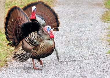 Wild Turkey (meleagris four allopavo)