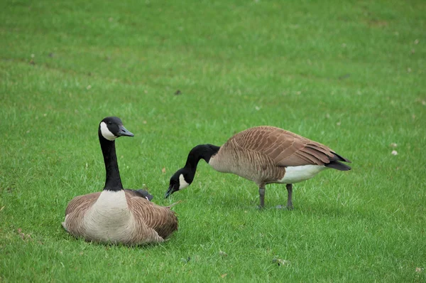 Canada Geese — Stock Photo, Image