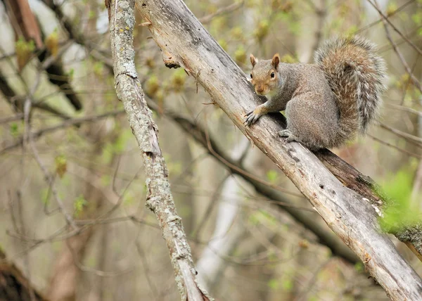 Wiewiórka szara — Zdjęcie stockowe