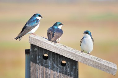 Three Tree Swallows clipart