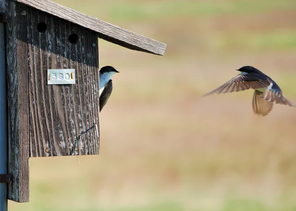 stock image Tree Swallows