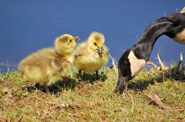 Canada Goose Goslings — Stock Photo, Image