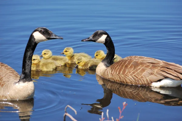 Canada Goose Goslings — Stock Photo, Image