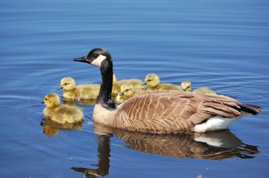 Canada Goose Goslings clipart