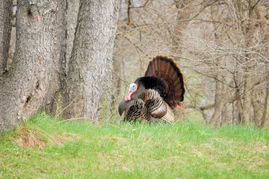 Wild Turkey (meleagris four allopavo)