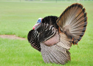 Wild Turkey (meleagris four allopavo)