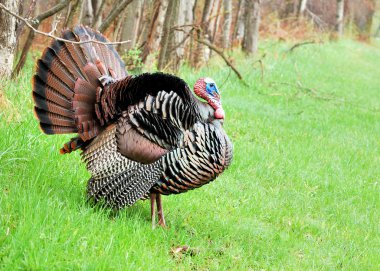 Wild Turkey (meleagris four allopavo)