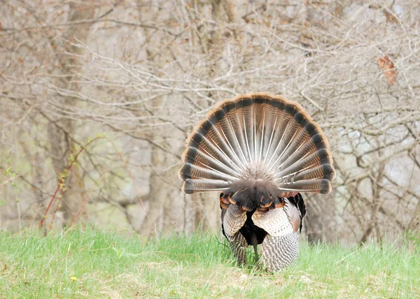 stock image Wild Turkey