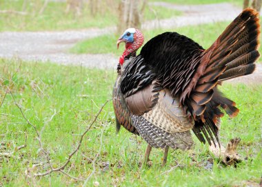 Wild Türkiye