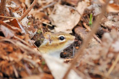 çizgili sincap