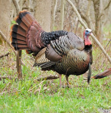 Wild Türkiye