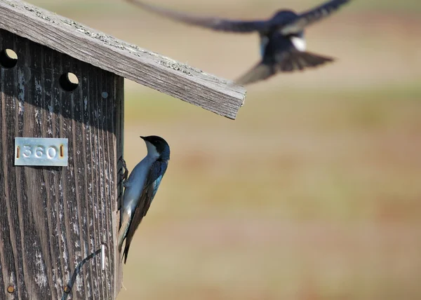 stock image Tree Swallow