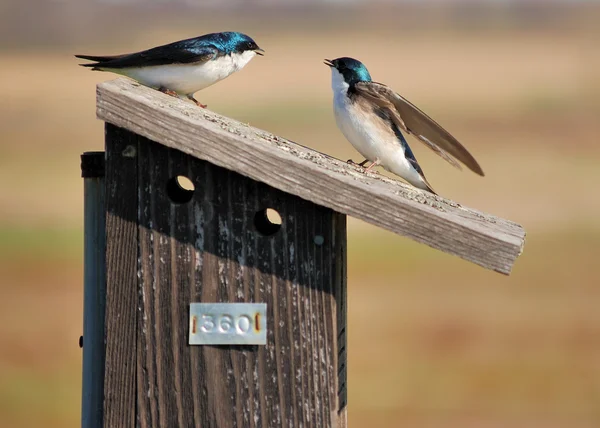 Stock image Tree Swallow