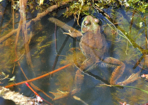 Бычья лягушка — стоковое фото