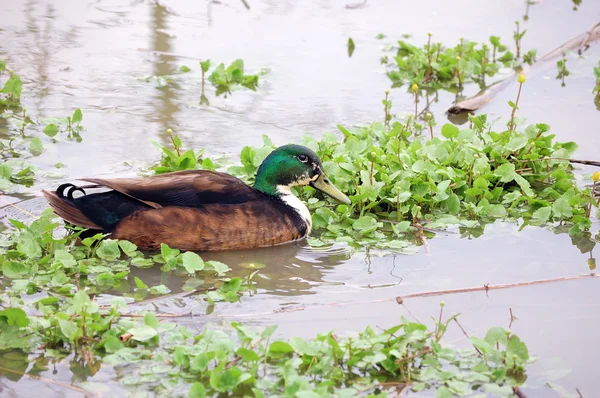 Swamp Duck — Stock Photo, Image