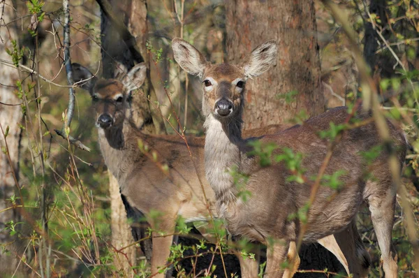 Whitetail Deer Doe And Yearling — Stock Photo, Image