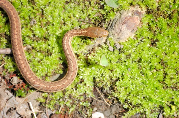 Serpiente liguero — Foto de Stock
