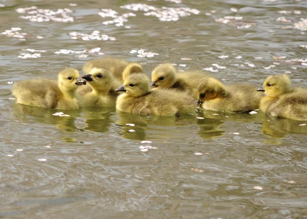Ganso de Canadá goslings —  Fotos de Stock