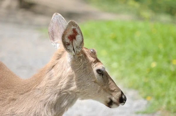Whitetail 鹿ボタン バック — ストック写真