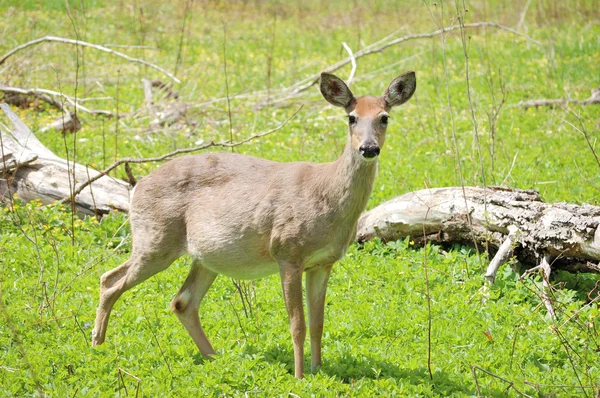 임신 whitetail 사슴 암컷 — 스톡 사진