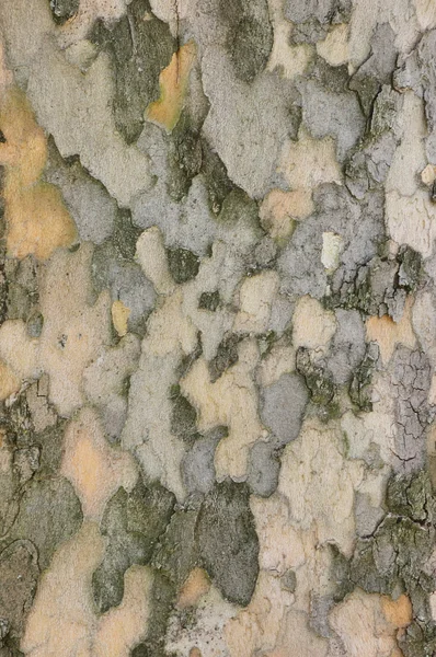 Фон древесной коры — стоковое фото