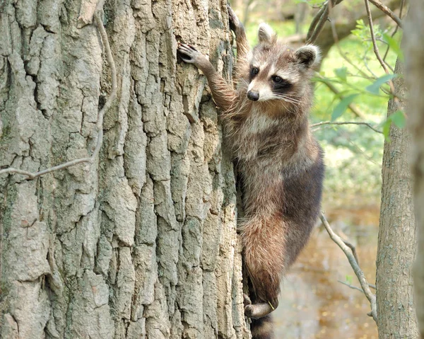 stock image Raccoon