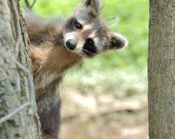 stock image Raccoon