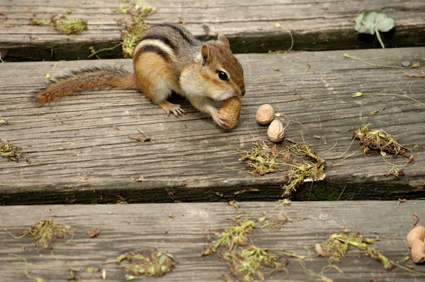 Esquilos comendo amendoim . — Fotografia de Stock