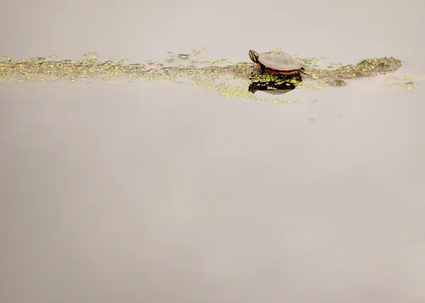 stock image Painted Turtle