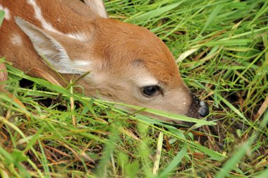 Whitetail Geyik geyik yavrusu